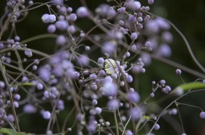 Thalictrum delavayi 'Ankum' (8992_0.jpg)