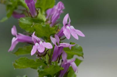 Lobelia siphilitica 'Sylvia' (8997_0.jpg)