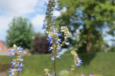 Salvia uliginosa (9015_0.jpg)