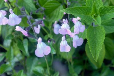 Salvia 'Blushing Bride' (9020_0.jpg)