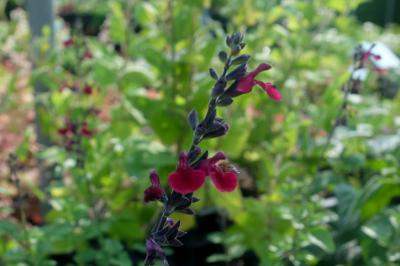 Salvia 'Dark Red Dream' (9021_0.jpg)