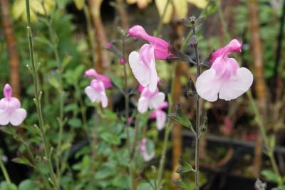 Salvia 'La Grande Boom' (9022_0.jpg)