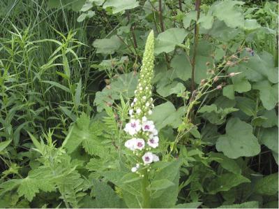 Verbascum chaixii 'Album' (902_0.jpg)