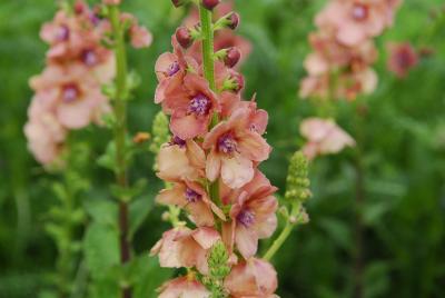 Verbascum 'Royal Highland' (906_0.jpg)