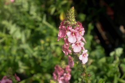 Diascia rigescens (9097_0.jpg)