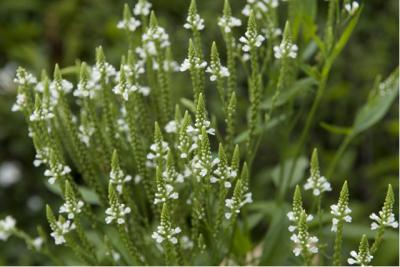 Verbena hastata 'Alba' (909_1.jpg)