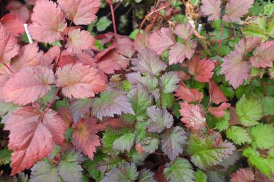 Astilbe 'Color Flash' (9106_0.jpg)