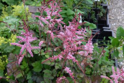 Astilbe 'Color Flash' (9106_1.jpg)