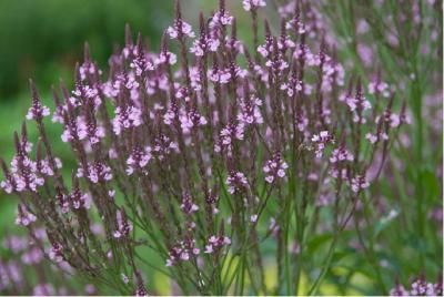 Verbena hastata 'Rosea' (911_1.jpg)