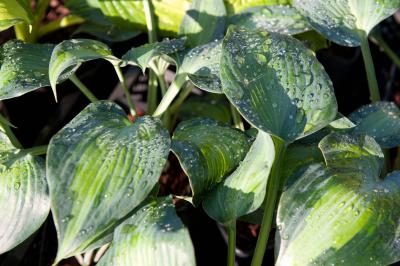 Hosta 'Grand Marquee' (9120_0.jpg)