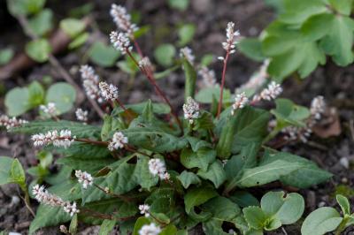 Persicaria tenuicaulis (9137_0.jpg)