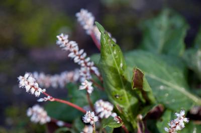 Persicaria tenuicaulis (9137_1.jpg)