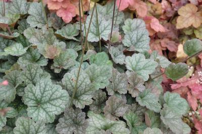 Heuchera 'Earth Angel' (9141_0.jpg)