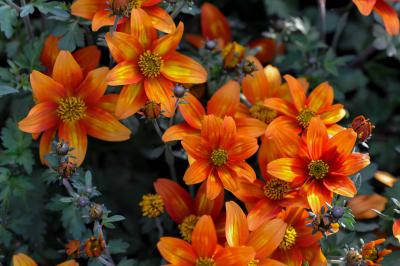 Bidens 'Hawaiian Flare Neon Orange' (9211_0.jpg)