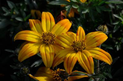 Bidens 'Hawaiian Flare Giant Yellow Red Tip' (9212_0.jpg)