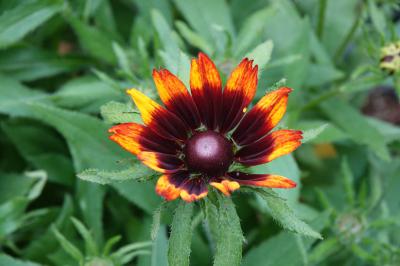 Rudbeckia 'Happy SmileyZ' (9223_0.jpg)