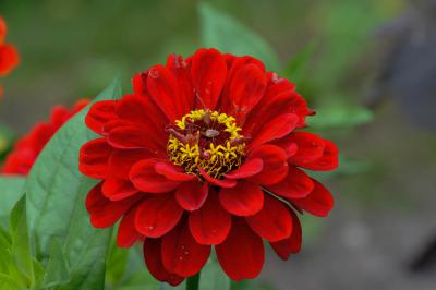 Zinnia elegans 'Benary's Giant Scarlet' (9230_0.jpg)