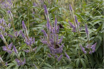 Veronicastrum virginicum 'Fascination' (923_0.jpg)