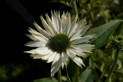 Echinacea purpurea 'Alba' (9240_0.jpg)