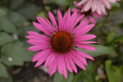 Echinacea purpurea 'Magnus Superior' (9242_0.jpg)