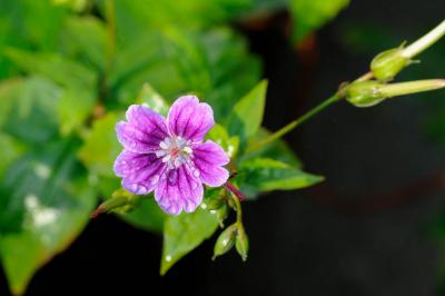 Geranium nodosum 'Clos du Coudray' (9247_0.jpg)