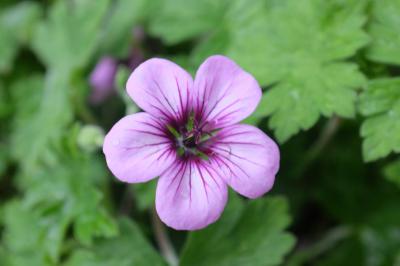 Geranium 'Storm Chaser' (9249_0.jpg)