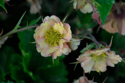 Geum 'Pretticoats Peach' (9250_0.jpg)