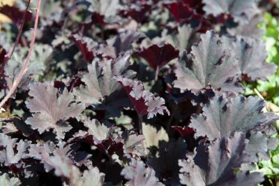 Heuchera 'Binoche' (9255_0.jpg)