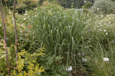 Panicum virgatum 'Dallas Blues' (9293_0.jpg)