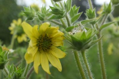 Silphium mohrii (9375_1.jpg)