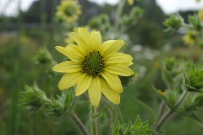 Silphium mohrii (9375_2.jpg)