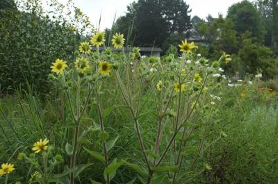 Silphium mohrii (9375_3.jpg)