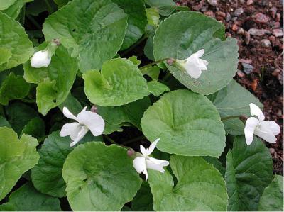 Viola sororia 'Albiflora' (938_0.jpg)