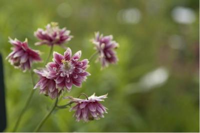 Aquilegia 'Nora Barlow' (93_0.jpg)