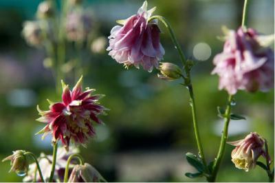 Aquilegia 'Nora Barlow' (93_1.jpg)