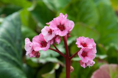 Bergenia 'Magic Giant' (9408_0.jpg)