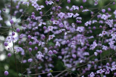 Thalictrum delavayi 'Splendide' (9414_1.jpg)