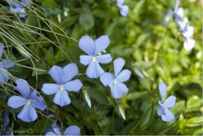 Viola 'Boughton Blue' (941_0.jpg)