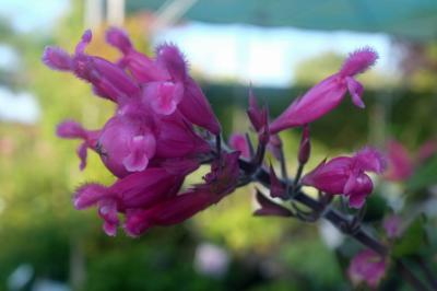 Salvia involucrata 'Dark Form' (9422_0.jpg)