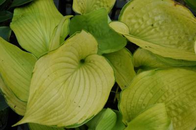 Hosta 'Night Shift' (9452_0.jpg)