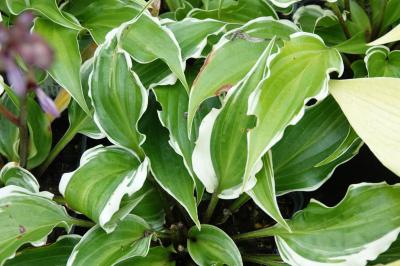 Hosta 'Frosted Raspberry' (9453_0.jpg)