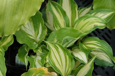 Hosta 'Lakeside Paisley Print' (9456_0.jpg)