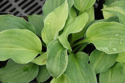 Hosta 'Vermont Frost' (9458_0.jpg)