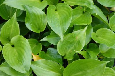 Hosta 'Shiny Sonata' (9460_0.jpg)