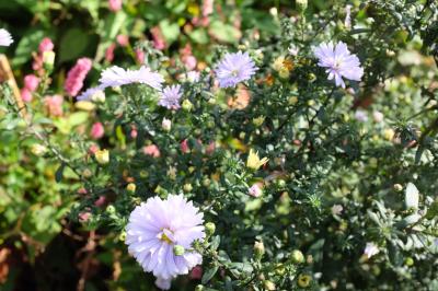 Aster novi-belgii 'Porzellan' (9468_0.jpg)