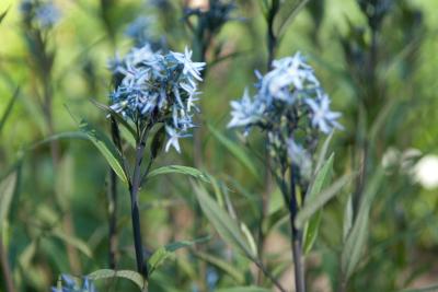 Amsonia tabernaemontana var. salicifolia (9487_0.jpg)