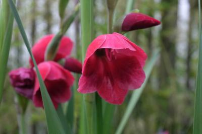 Gladiolus 'Papilio Ruby' (9492_1.jpg)