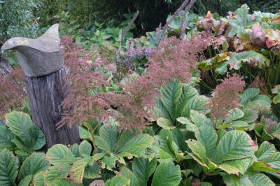 Rodgersia aesculifolia 'Irish Bronze' (954_0.jpg)