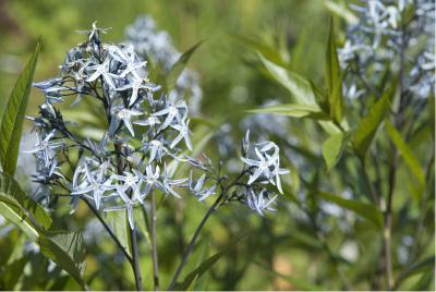 Amsonia tabernaemontana var. salic. Black and Blue (961_1.jpg)