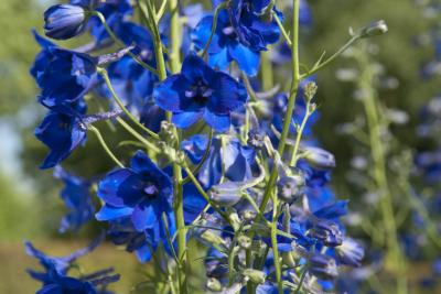 Delphinium 'Völkerfrieden' (9687_0.jpg)